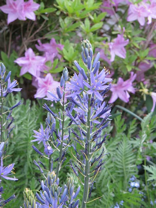 Beautiful Flowers