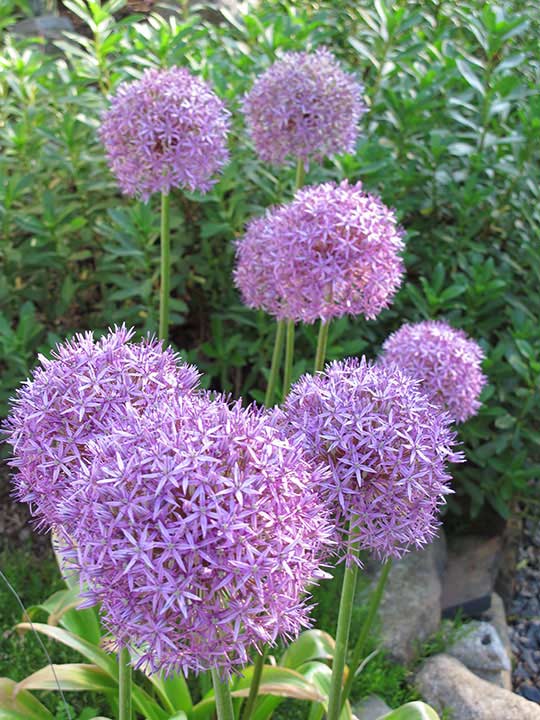 Gorgeous Flowers