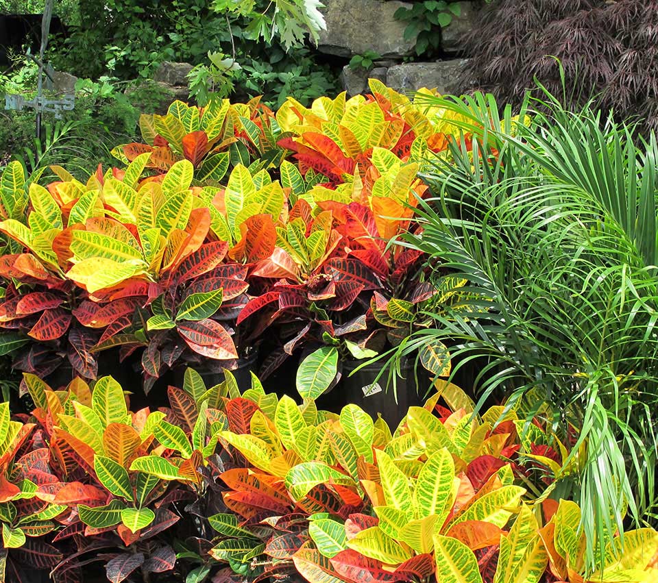 Vibrant Garden Plants