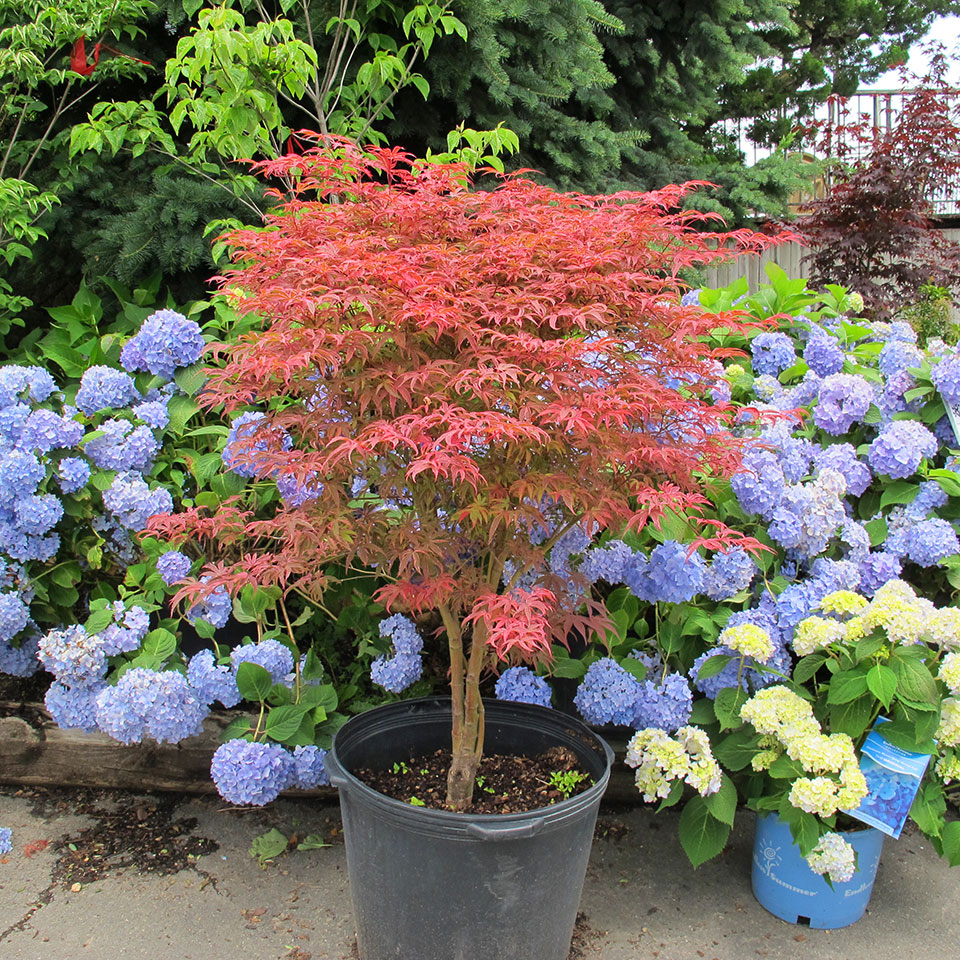 Japanese Maple