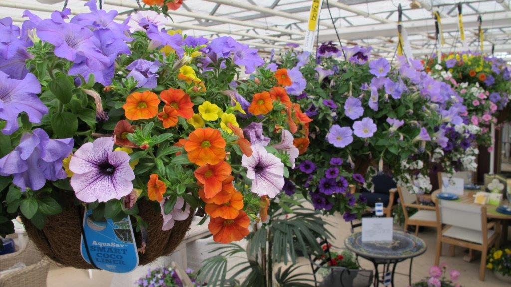 Hanging Baskets
