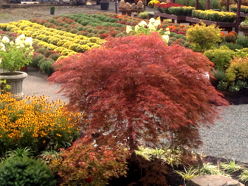 Japanese Maple