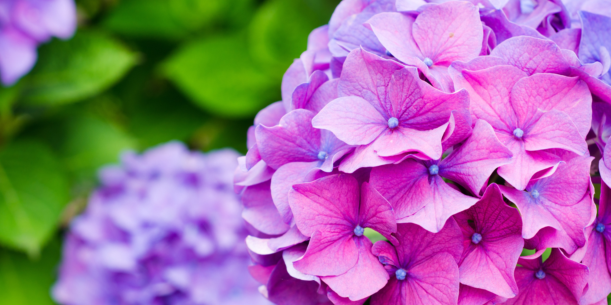 Hydrangeas