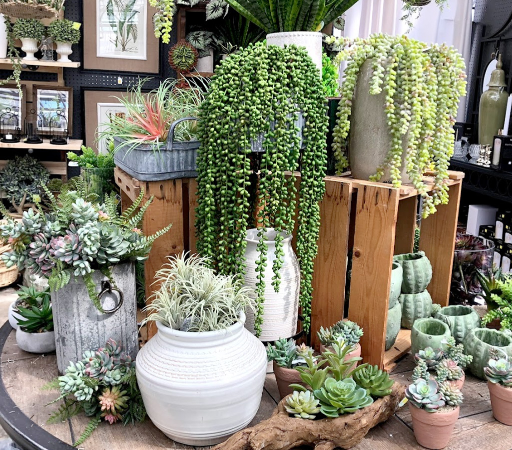 Succulents and Planters