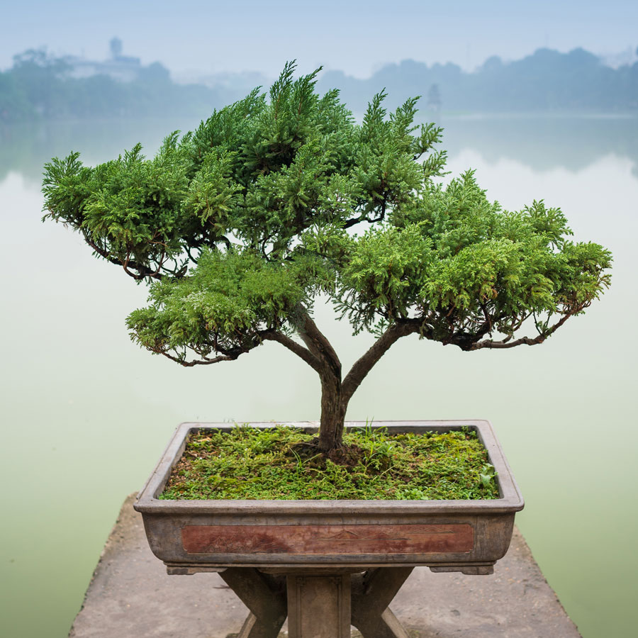 Bonsai Event