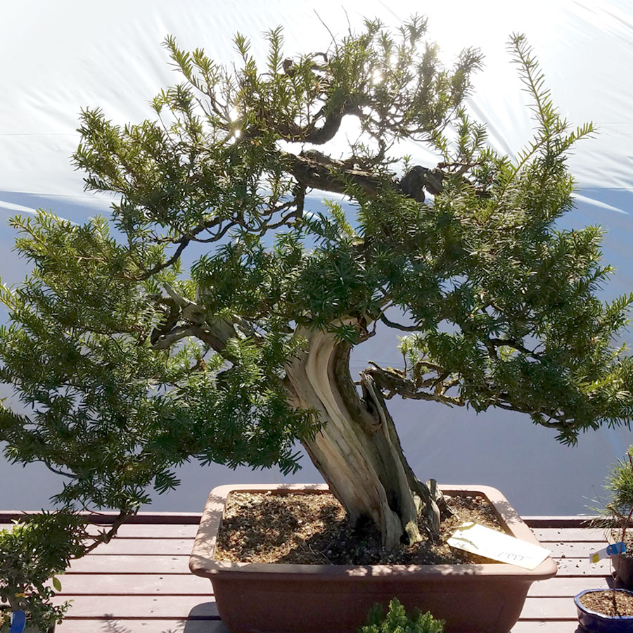 Bonsai Event