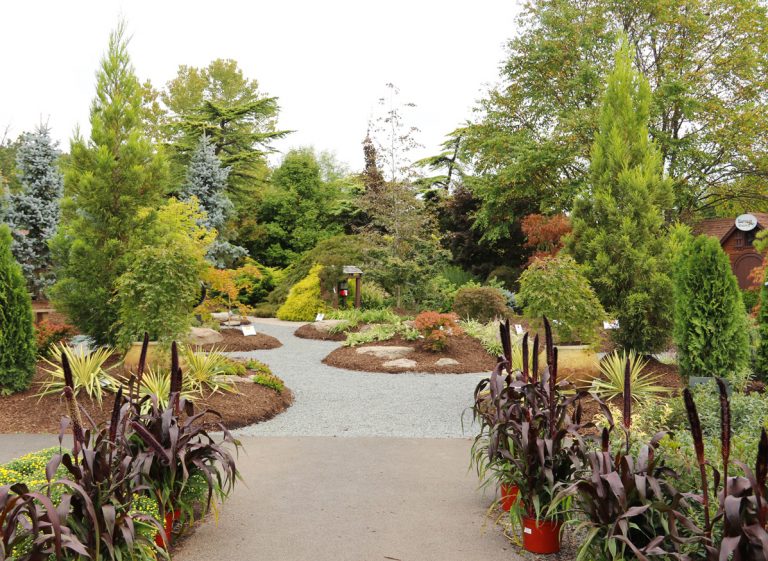 The Japanese Maple Garden at Down to Earth