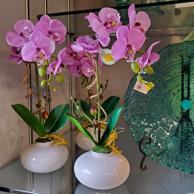 Orchids and Vases