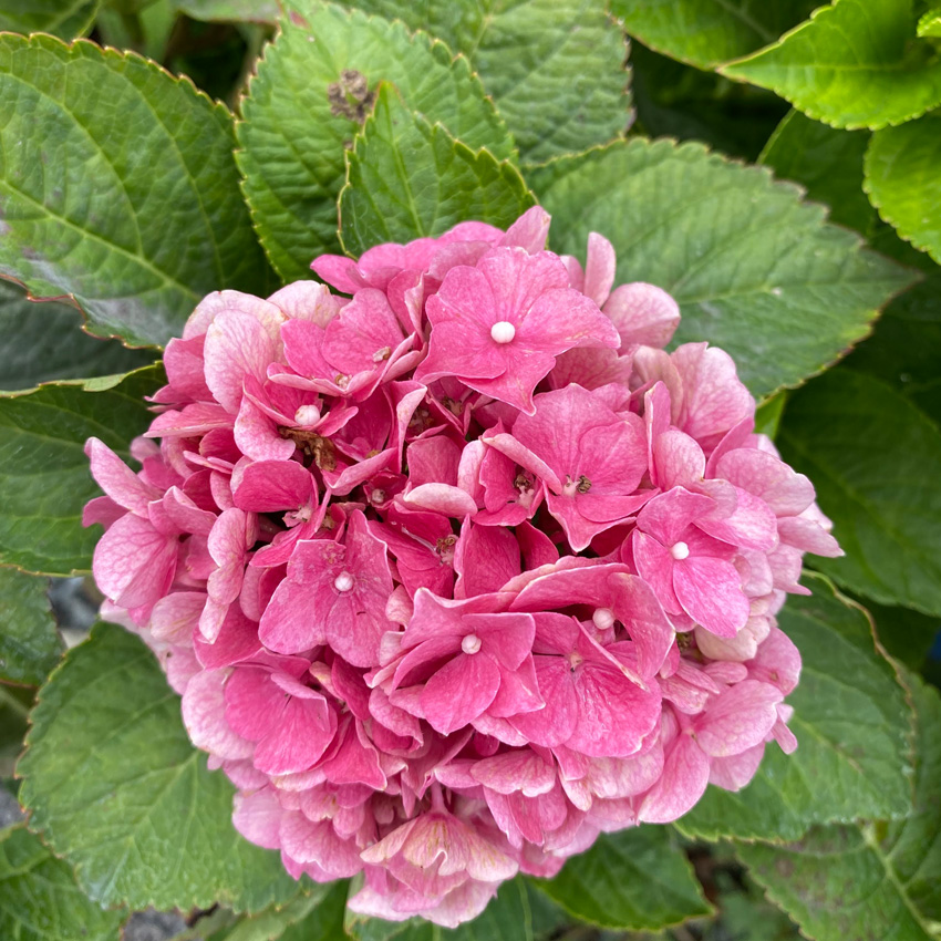 Pink Flowering Plants