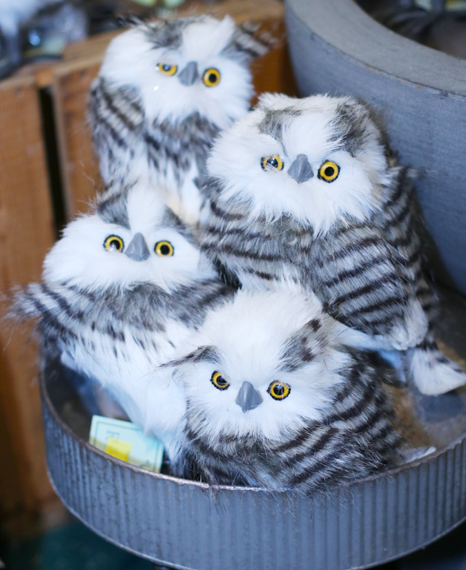 Cute Little Owls