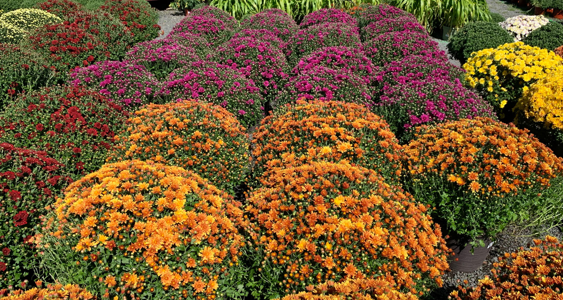 Mums for Days!