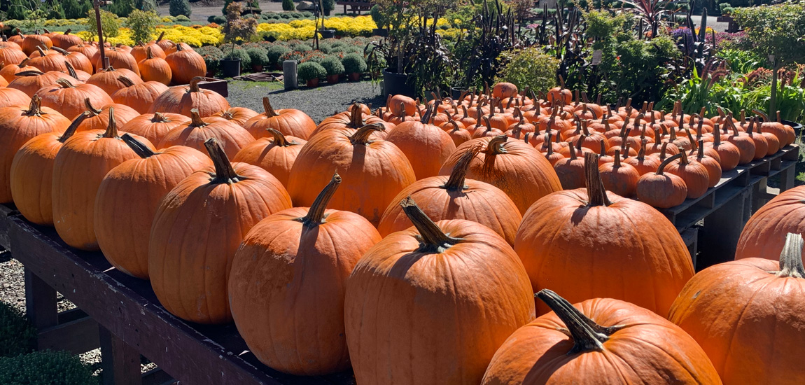 Pumpkins Galore!