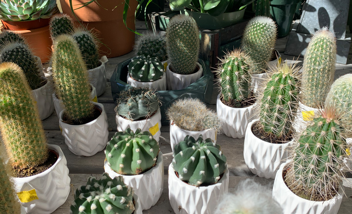 Cute Decorative Cacti