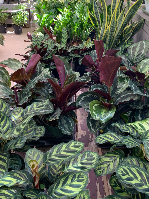 Browse our Houseplants