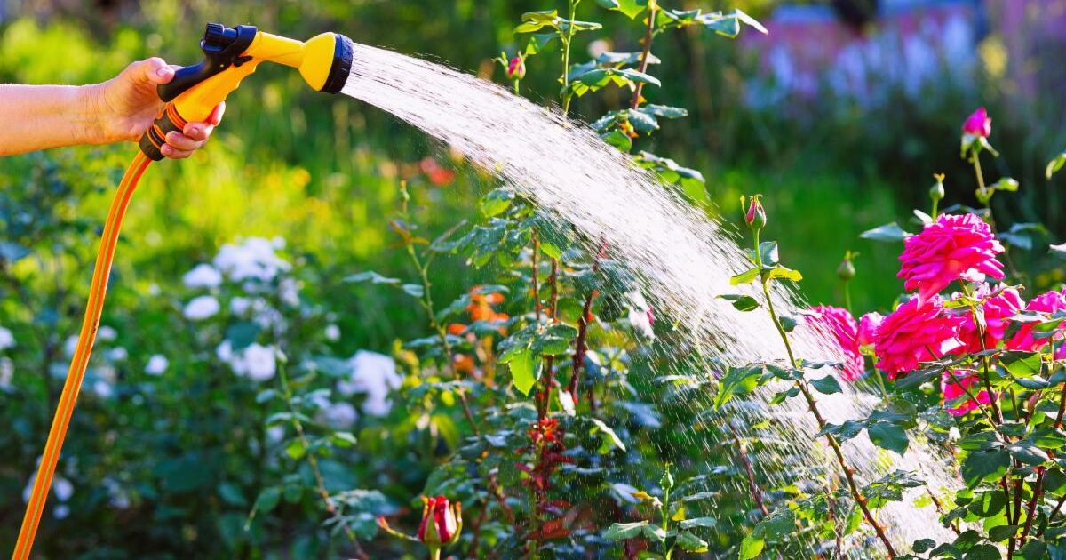 Helping Your Plants Through Extreme Heat