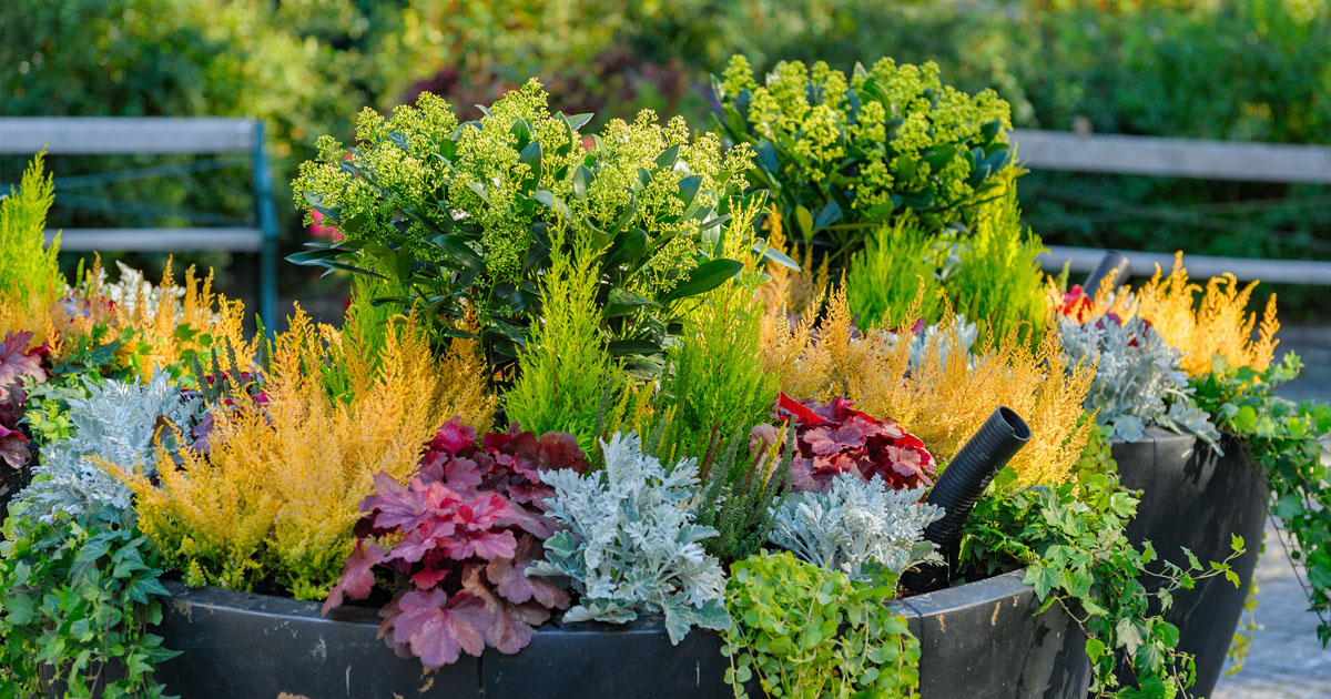 Fall Planting