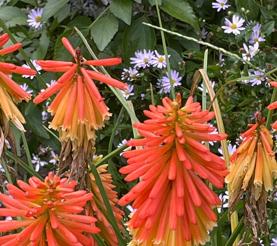 Red Hot Pokers bloom all Summer and into Fall Down to Earth Living