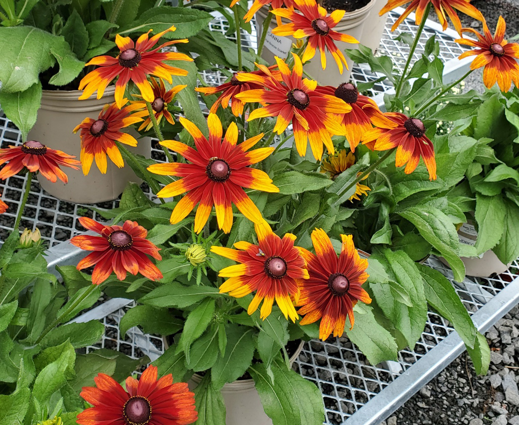 Festive Fall Flowers Down to Earth Living Garden Center, Plant