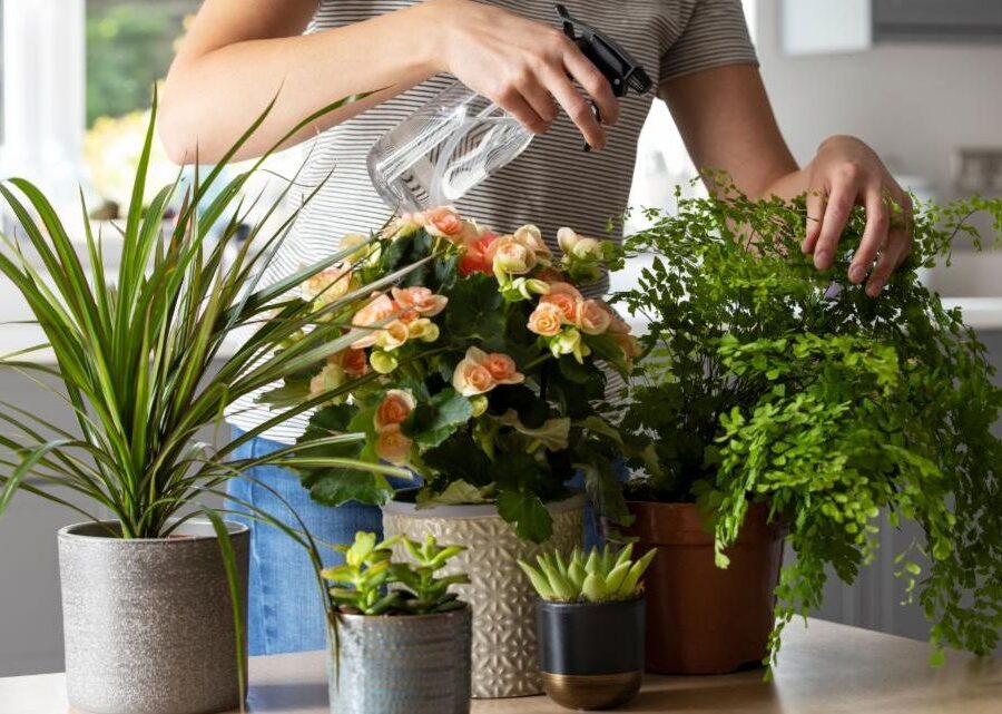 It’s Time to Move those Houseplants Indoors!
