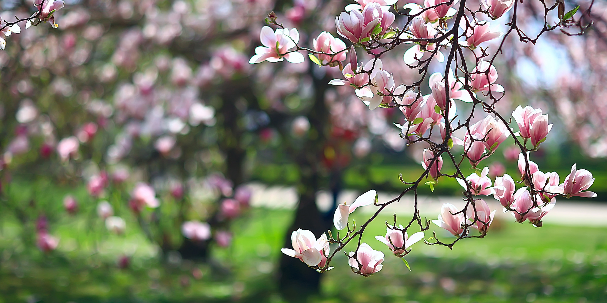 visualgardenfloweringtreesmagnolia Down to Earth Living Garden