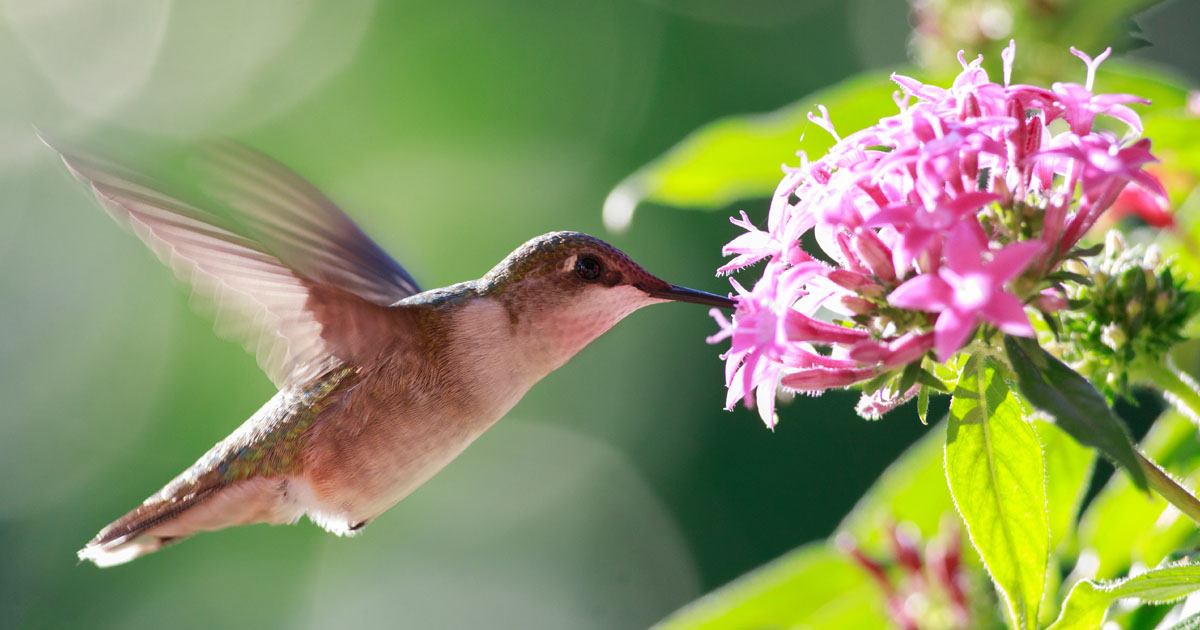 Ruby-Throated Hummingbird