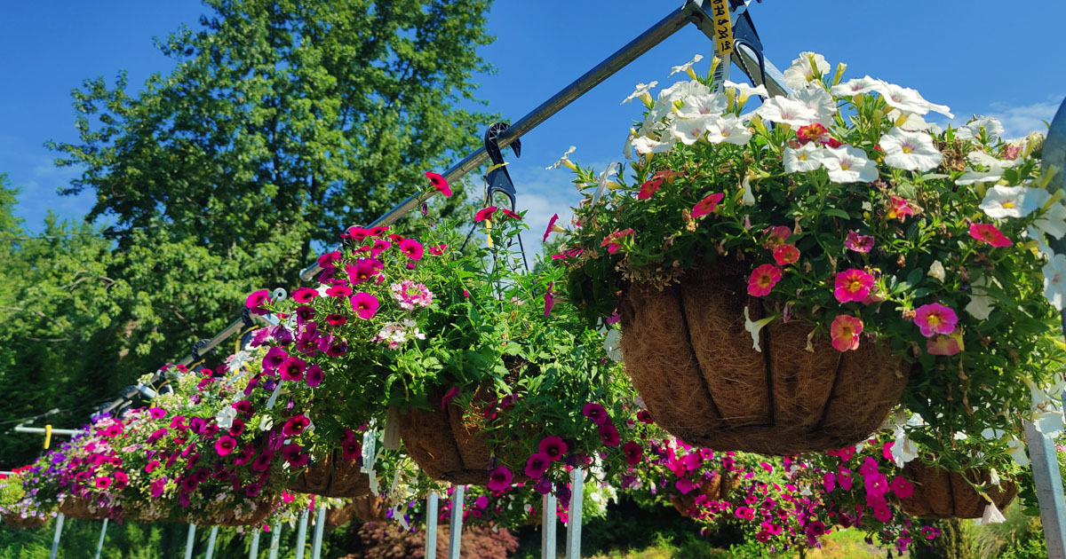 Coco Coir Hanging Baskets