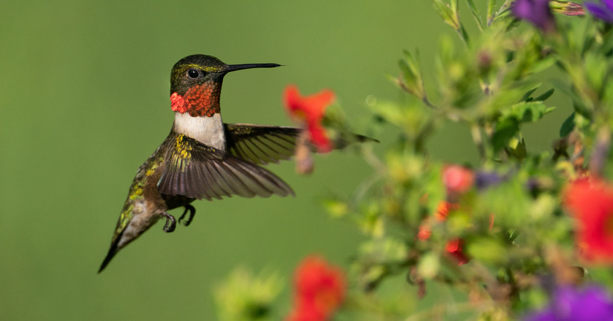 Ruby-throated Hummingbird