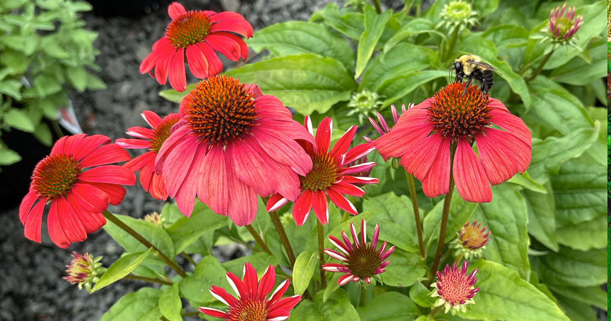 Native Plants at Down to Earth Living